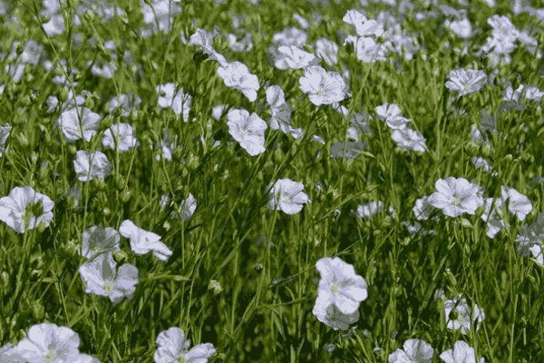 亚麻病害(亚麻抗菌的原理)